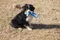 carousel chooser