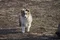 carousel chooser