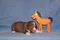 carousel chooser