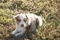 carousel chooser