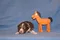 carousel chooser