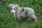 carousel chooser