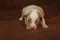 carousel chooser