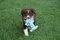 carousel chooser