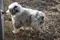 carousel chooser
