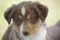 carousel chooser