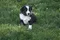 carousel chooser