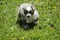 carousel chooser
