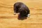 carousel chooser