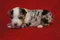 carousel chooser