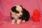 carousel chooser