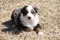 carousel chooser