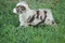 carousel chooser