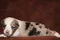carousel chooser