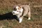 carousel chooser