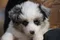 carousel chooser