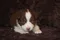 carousel chooser