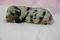 carousel chooser