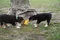 carousel chooser