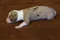 carousel chooser