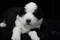 carousel chooser