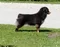 carousel chooser