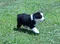carousel chooser