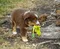 carousel chooser