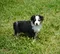 carousel chooser