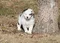 carousel chooser