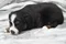 carousel chooser