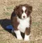 carousel chooser