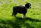 carousel chooser