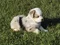 carousel chooser