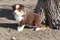 carousel chooser