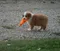 carousel chooser