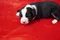 carousel chooser