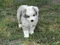 carousel chooser