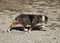 carousel chooser