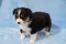 carousel chooser