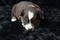carousel chooser