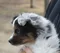 carousel chooser