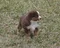 carousel chooser