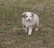 carousel chooser
