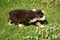 carousel chooser