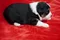 carousel chooser