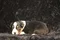 carousel chooser