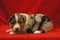 carousel chooser