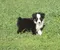 carousel chooser