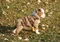 carousel chooser